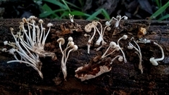 Clitocybula abundans