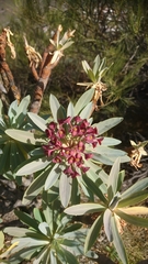Euphorbia atropurpurea