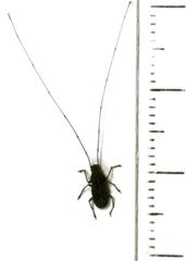 Arecopais spectabilis