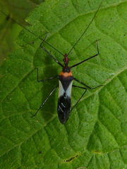 Zelus fasciatus