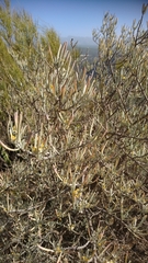 Cneorum pulverulentum