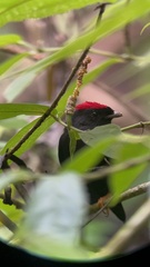 Chiroxiphia lanceolata image