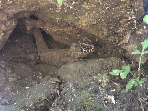 Lepidophyma reticulatum