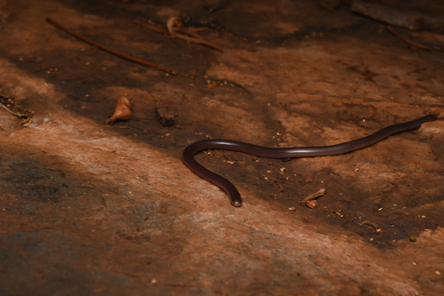 Gane's Blind Snake