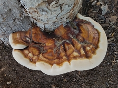 Ganoderma martinicense