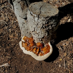 Ganoderma martinicense