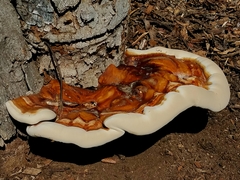 Ganoderma martinicense