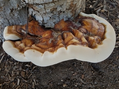 Ganoderma martinicense