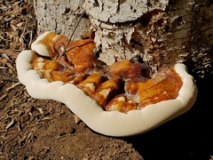 Ganoderma martinicense