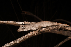 Western Shield Spiny-Tailed Gecko photo 2