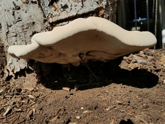 Ganoderma martinicense