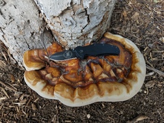 Ganoderma martinicense