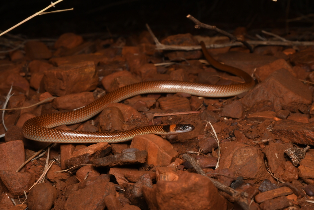 Orange-naped Snake from Karijini WA 6751, Australia on June 16, 2023 at ...