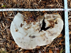 Ganoderma martinicense