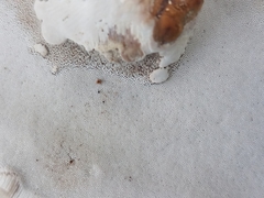 Ganoderma martinicense