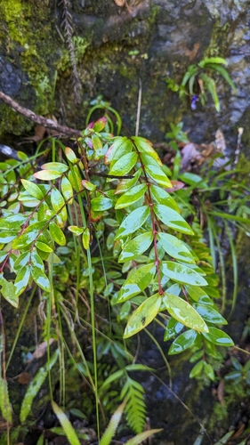 Hypericum geminiflorum