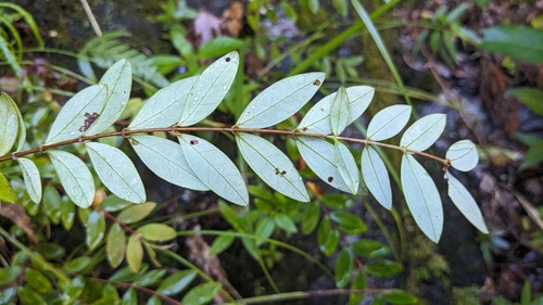 Hypericum geminiflorum
