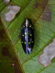 Chrysobothris apolinari