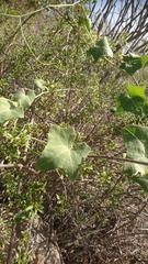 Bryonia verrucosa
