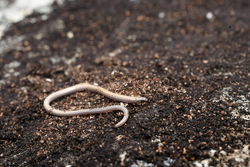 Batavia Coast Worm-lizard (Aprasia clairae) · iNaturalist