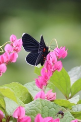 Melanis acroleuca acroleuca