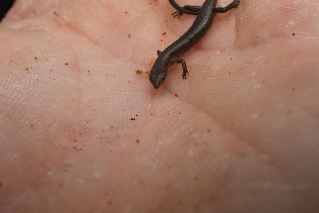 Common Dwarf Skink