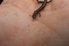Common Dwarf Skink photo 1