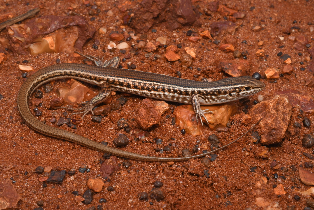Checker-Sided Ctenotus