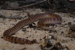 Half-Girdled Snake photo 4