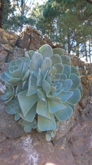 Aeonium aureum