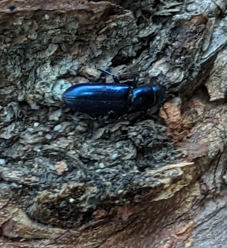 Pine Trogossitid Beetle photo 4