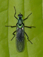 Raphiocera ornata