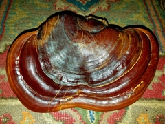 Ganoderma martinicense