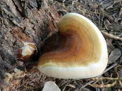 Ganoderma martinicense