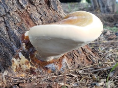 Ganoderma martinicense