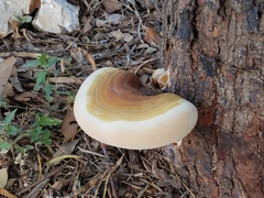 Ganoderma martinicense