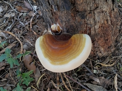 Ganoderma martinicense