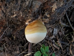 Ganoderma martinicense
