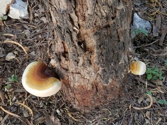 Ganoderma martinicense