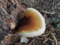 Ganoderma martinicense