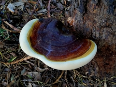 Ganoderma martinicense