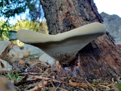 Ganoderma martinicense