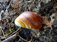 Ganoderma martinicense