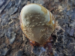 Ganoderma martinicense