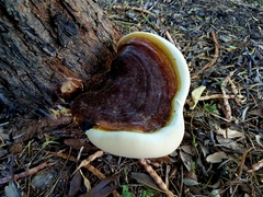 Ganoderma martinicense