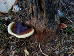 Ganoderma martinicense