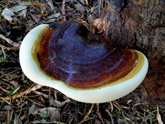 Ganoderma martinicense