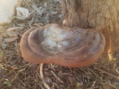 Ganoderma martinicense