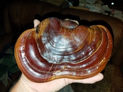 Ganoderma martinicense