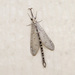 Sacken's Antlion - Photo (c) Greg Lasley, some rights reserved (CC BY-NC), uploaded by Greg Lasley